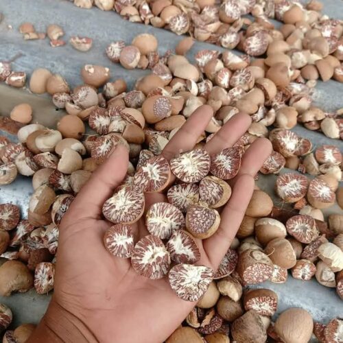 Betel Nuts - Image 2