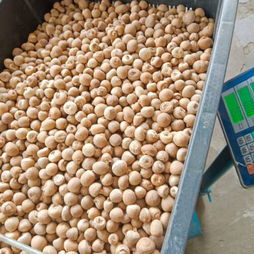 Betel Nuts - Image 5