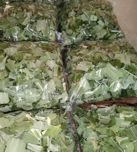 Pandan Leaves (Rampa leaves) - Image 4
