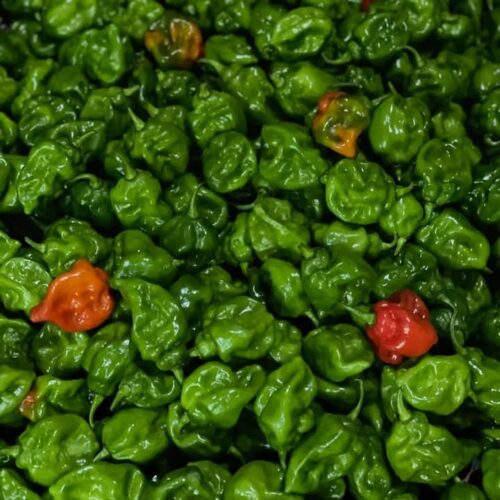 Scotch Bonnet Pepper – Dried & Raw - Image 4